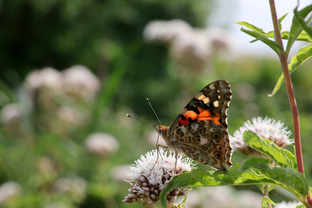 akkerranden akkerrand bloem bloemen flora hdr polder gewas landbouw biodiversiteit landschap cannabis wiet marihuana hasj hennep